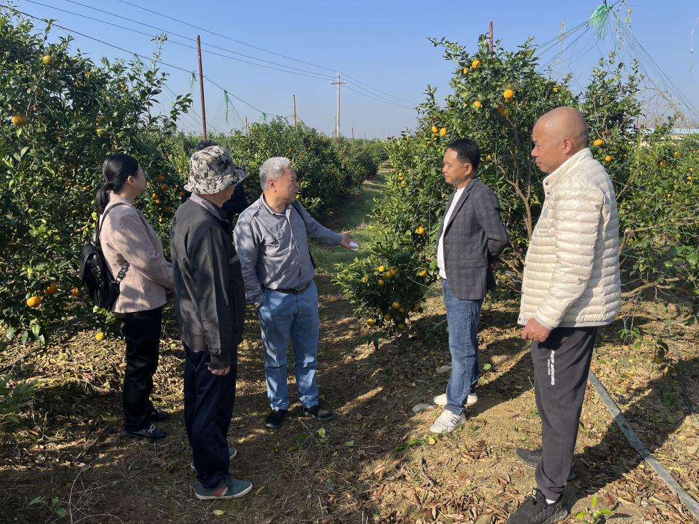 自治区沃柑种植标准化示范区高分通过专家组考核图片1(1)(1).png